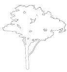 樹木立面図の２