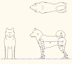 犬モデル化 点景・計画用  JWW