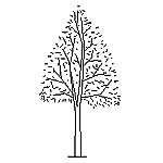 cad木の添景図