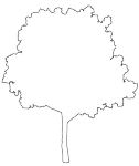樹木立面図